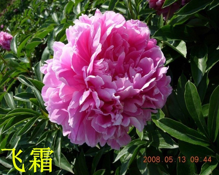 觀賞芍藥 精品芍藥 芍藥花 芍藥批發(fā)價(jià)格低廉 春秋園藝芍藥