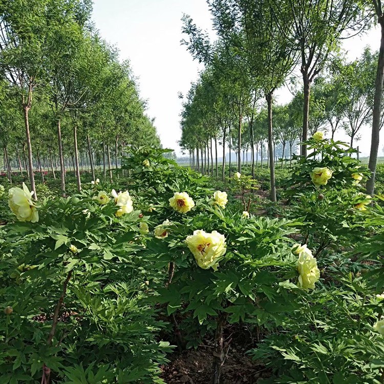 牡丹苗 牡丹苗價(jià)格低廉 牡丹苗批發(fā) 春秋園藝牡丹苗