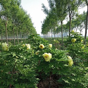 牡丹苗 牡丹苗價格低廉 牡丹苗批發(fā) 春秋園藝牡丹苗