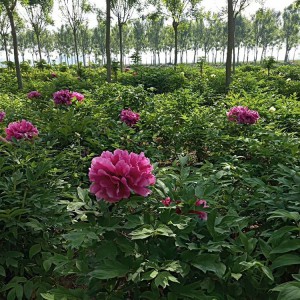 牡丹苗 牡丹苗價格低廉 牡丹苗批發(fā) 春秋園藝牡丹苗