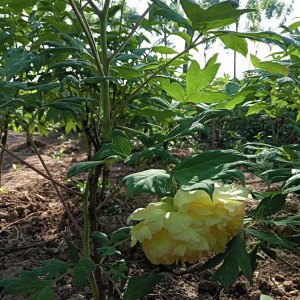 牡丹苗 牡丹苗價格低廉 牡丹苗批發(fā) 春秋園藝牡丹苗