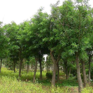 喬木 國槐價格 垂柳批發 常年出售金枝槐 春秋園藝喬木