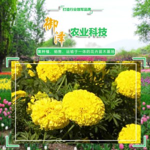 萬壽菊花苗  萬壽菊盆栽  萬壽菊批發 御澤