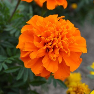 萬壽菊花苗  萬壽菊盆栽  萬壽菊批發 御澤