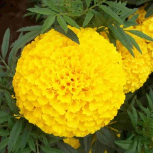萬壽菊花苗  萬壽菊盆栽  萬壽菊批發 御澤