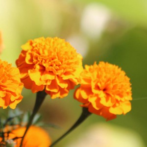 萬壽菊花苗  萬壽菊盆栽  萬壽菊批發 御澤