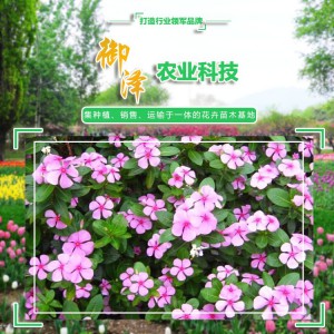 長春花 長春花批發(fā) 長春花花苗  御澤