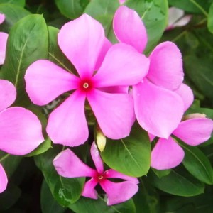 長春花 長春花批發(fā) 長春花花苗  御澤