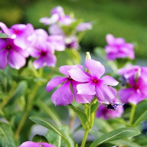 長春花 長春花批發(fā) 長春花花苗  御澤
