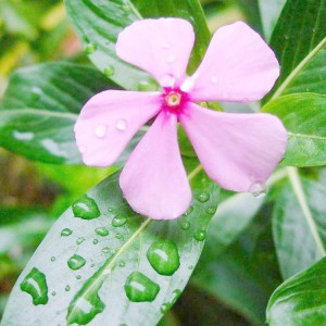 長春花 長春花批發(fā) 長春花花苗  御澤