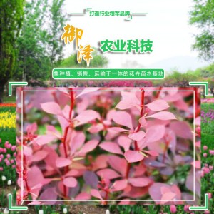 紅葉小檗 紅葉小檗綠化 紅葉小檗批發(fā)