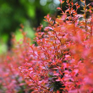紅葉小檗 紅葉小檗綠化 紅葉小檗批發(fā)