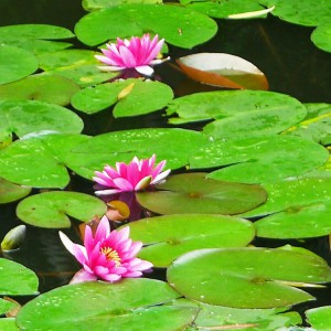 睡蓮 水生植物睡蓮 青州睡蓮 批發基地