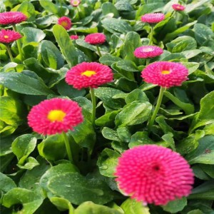 大量批發(fā)種植雛菊 優(yōu)質(zhì)雛菊小苗批發(fā)價(jià)格