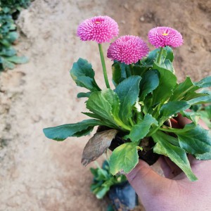大量批發(fā)種植雛菊 優(yōu)質(zhì)雛菊小苗批發(fā)價(jià)格