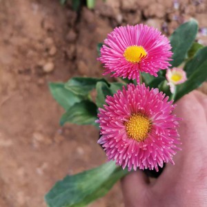 大量批發(fā)種植雛菊 優(yōu)質(zhì)雛菊小苗批發(fā)價(jià)格