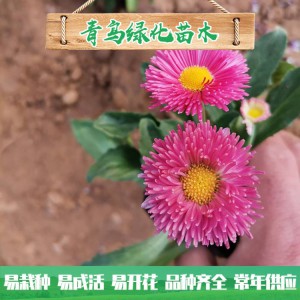 大量批發(fā)種植雛菊 優(yōu)質(zhì)雛菊小苗批發(fā)價(jià)格