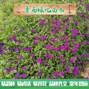 青州花卉基地現貨直銷美女櫻 細葉美女櫻批發價格