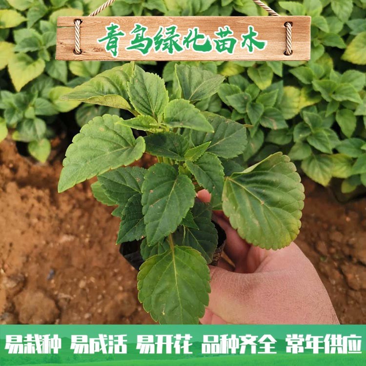 山東一串紅種植基地直供 一串紅小苗批發價格