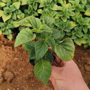 山東一串紅種植基地直供 一串紅小苗批發價格
