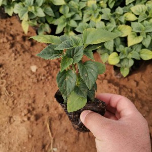 山東一串紅種植基地直供 一串紅小苗批發價格