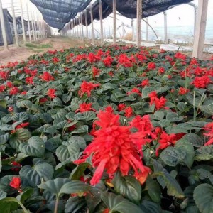 山東一串紅種植基地直供 一串紅小苗批發價格