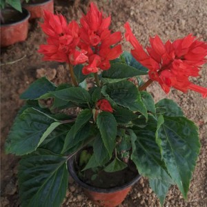 山東一串紅種植基地直供 一串紅小苗批發價格
