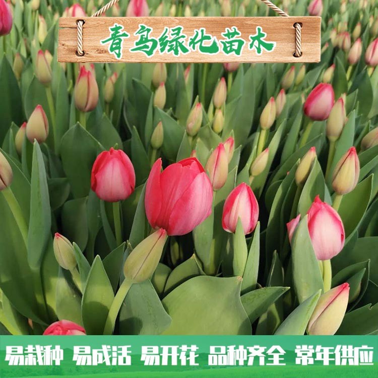 郁金香花海工程用苗 青州郁金香種植基地 大量現貨供應