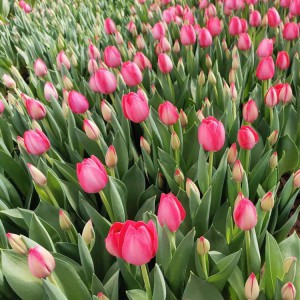 郁金香花海工程用苗 青州郁金香種植基地 大量現貨供應