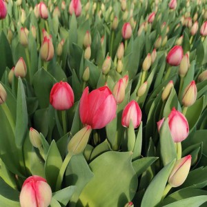 郁金香花海工程用苗 青州郁金香種植基地 大量現貨供應