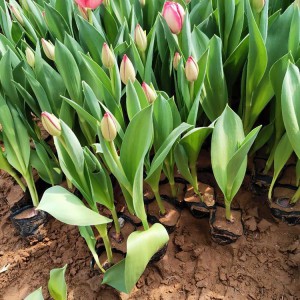 郁金香花海工程用苗 青州郁金香種植基地 大量現貨供應