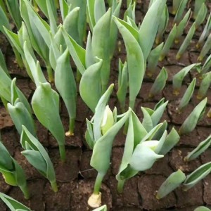 郁金香花海工程用苗 青州郁金香種植基地 大量現貨供應