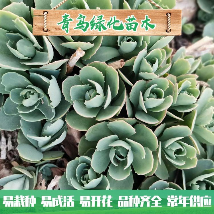 青州花卉苗木基地直供八寶景天 八寶景天批發價格