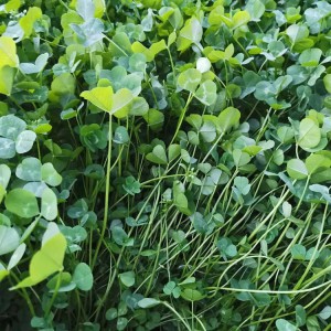花卉苗木基地直供白三葉種子 白三葉小苗批發(fā)價(jià)格