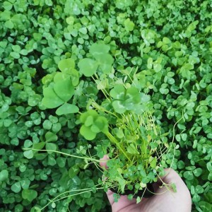 花卉苗木基地直供白三葉種子 白三葉小苗批發(fā)價(jià)格