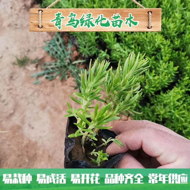 佛甲草種植基地 佛甲草小苗 營養杯種苗批發價格