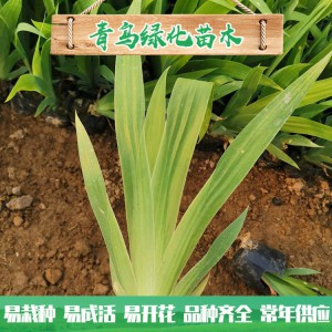 蘭花鳶尾種植 濕地綠化工程用苗 水生藍花鳶尾小苗大量批發(fā)