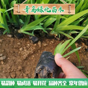 蘭花鳶尾種植 濕地綠化工程用苗 水生藍花鳶尾小苗大量批發(fā)