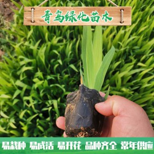 蘭花鳶尾種植 濕地綠化工程用苗 水生藍花鳶尾小苗大量批發(fā)