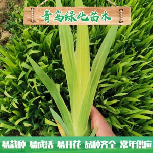 蘭花鳶尾種植 濕地綠化工程用苗 水生藍花鳶尾小苗大量批發(fā)