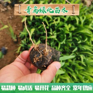蘭花鳶尾種植 濕地綠化工程用苗 水生藍花鳶尾小苗大量批發(fā)