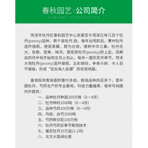復(fù)葉槭價(jià)格 出售復(fù)葉槭 復(fù)葉槭苗批發(fā)