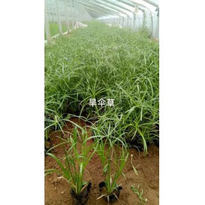 旱傘草種植基地 旱傘草價格 旱傘草供應 御澤旱傘草