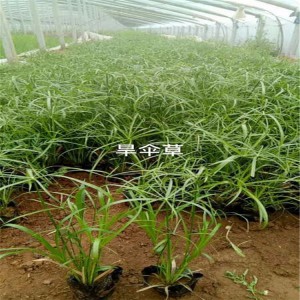 旱傘草種植基地 旱傘草價格 旱傘草供應 御澤旱傘草