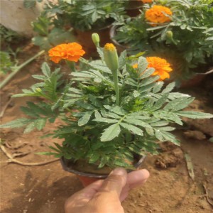山東青州雙色盆孔雀草基地雙色盆紅黃孔雀草批發(fā)價格