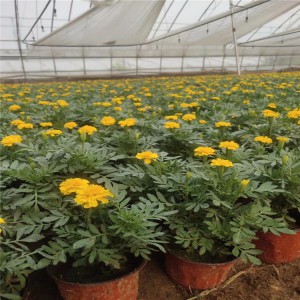 山東青州雙色盆孔雀草基地雙色盆紅黃孔雀草批發(fā)價格