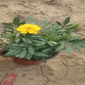 山東青州雙色盆孔雀草基地雙色盆紅黃孔雀草批發(fā)價格