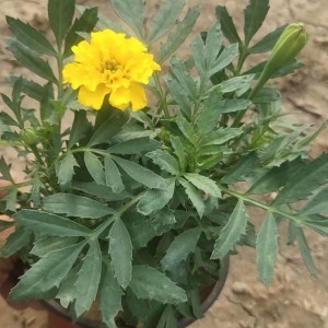 雙色盆孔雀草 時令花卉孔雀草 御澤花卉 廠家直銷