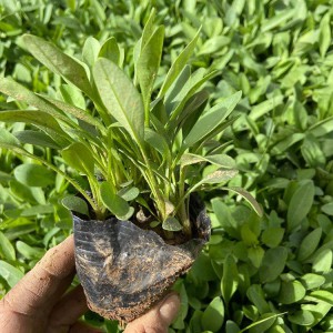 金雞菊 金雞菊供應(yīng)商 御澤花卉 廠家直銷
