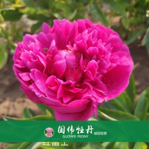 芍藥基地 觀賞芍藥價格 芍藥種植基地  國偉芍藥